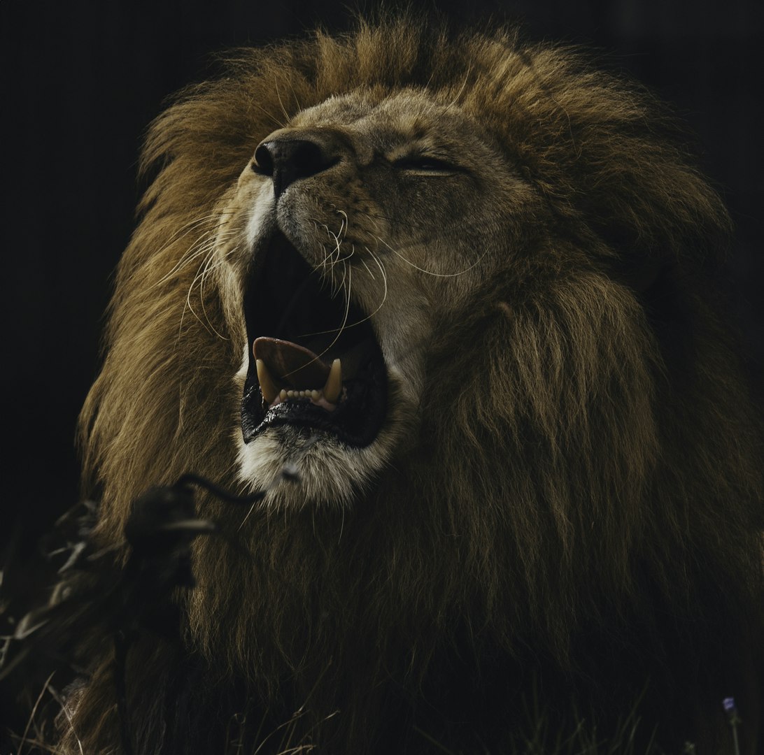 Power animals